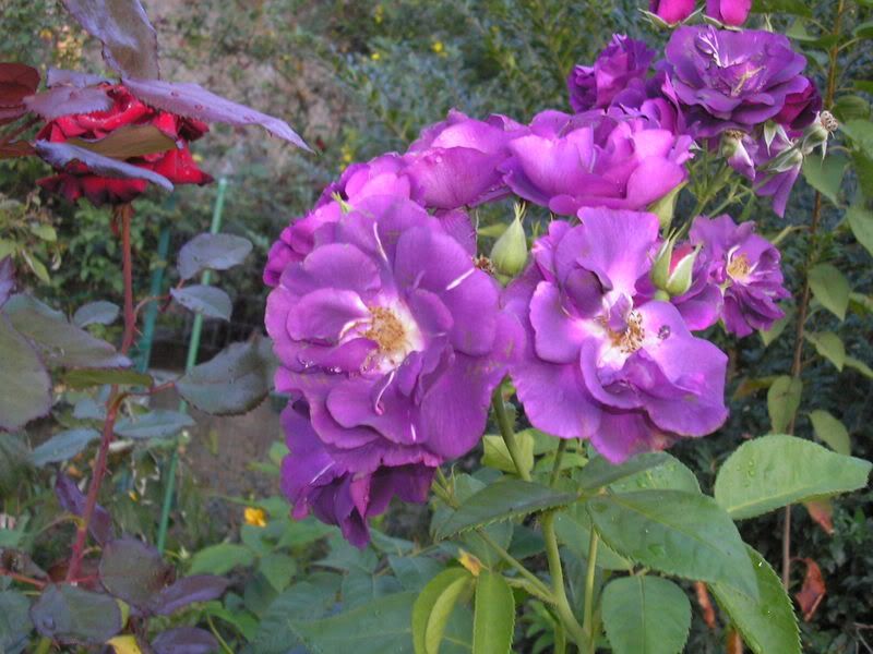 variefiori06224.jpg