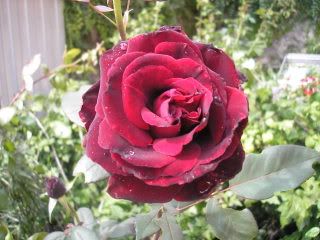variefiori06242.jpg