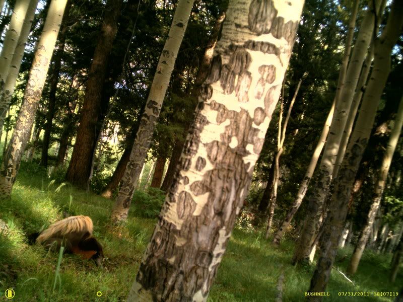 TrailCamAug262011201.jpg