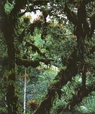 forest11.jpg image by rhythmtoad
