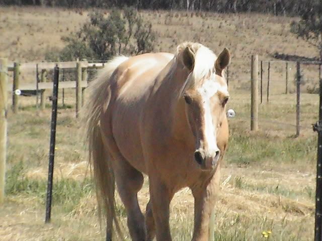 http://i141.photobucket.com/albums/r43/dtemby/horsestobesold008-1.jpg