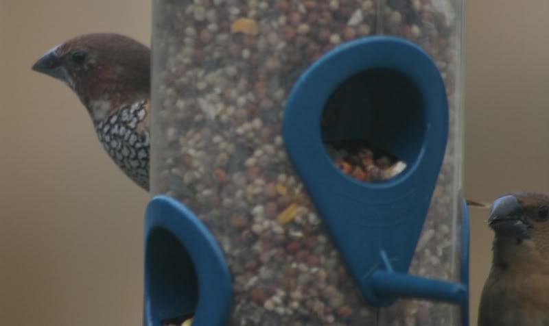 IMAGE: http://i141.photobucket.com/albums/r44/clarsen2007/little_bird2.jpg