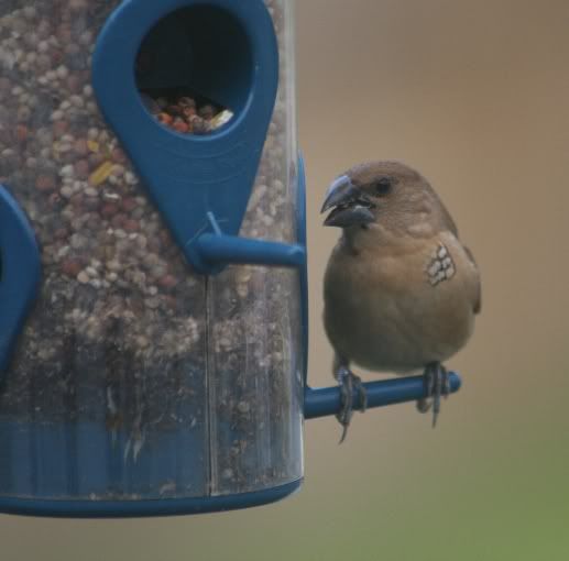 IMAGE: http://i141.photobucket.com/albums/r44/clarsen2007/little_bird3.jpg