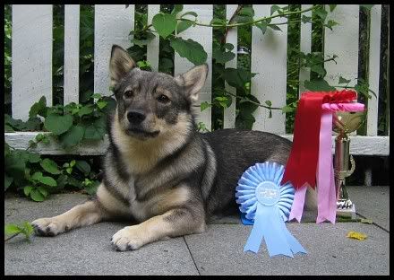 Viva NUO ERI/1 VASERT