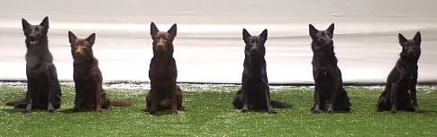 Naxe, Kitty, Jilla, Nemi, Gitte & Nikki © Leena Inkilä