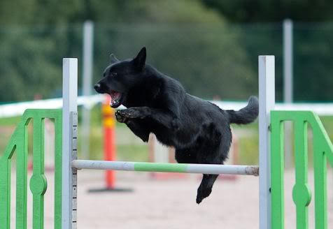 Naxe © Jukka Pätynen, koirakuvat.kuvat.fi