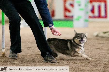 © Jukka Pätynen | koirakuvat.kuvat.fi