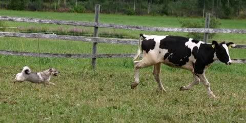 Emma © Sari Pitkänen