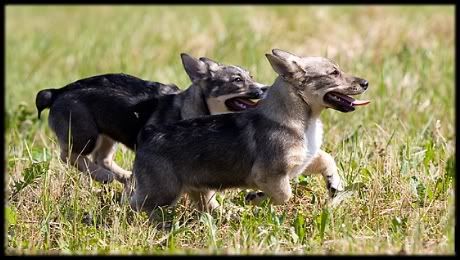 Fanny 3 kk siskonsa Idan kanssa | Fanny 3 months old, running with her sister Ida © Halla Seppälä