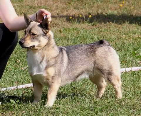 Maiskis Latania © Henttonen