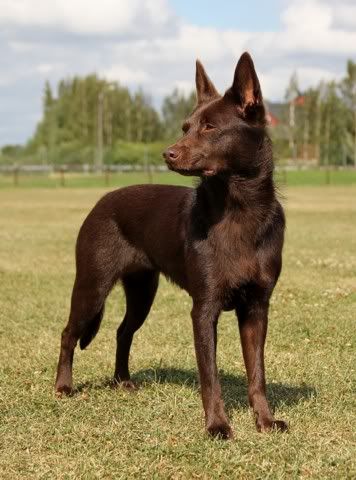 Cefeus Jillaroo © Henttonen