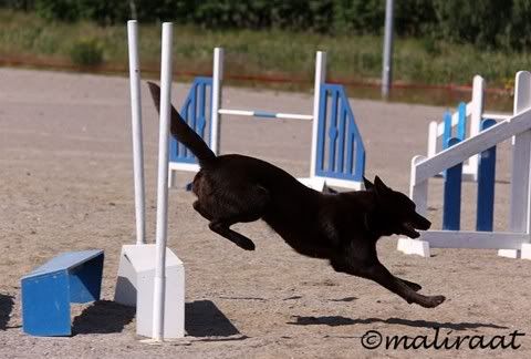 Jilla © Mari Ali-Raatikainen