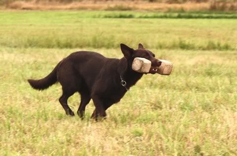 Jilla © Sari Hujanen