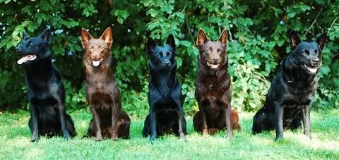 Naxe, Kitty, Nemi, Jilla & Milo © S. Salmio