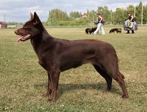 Maiskis Nugaroo © Henttonen