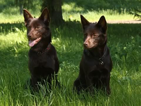 Kitty & Nala © Sari Hujanen