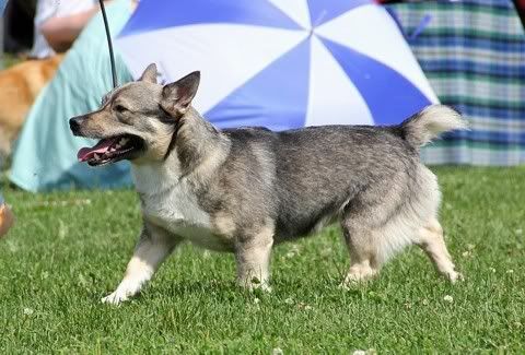 Maiskis Leomer © Henttonen