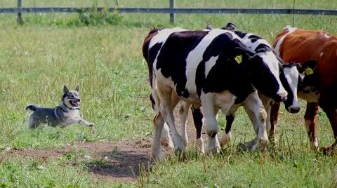 Laku © Antti Heinonen