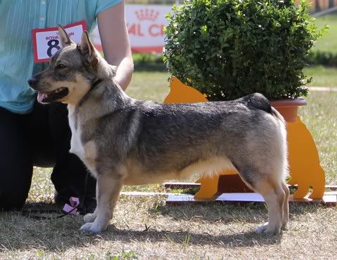 Maiskis Latania © Henttonen