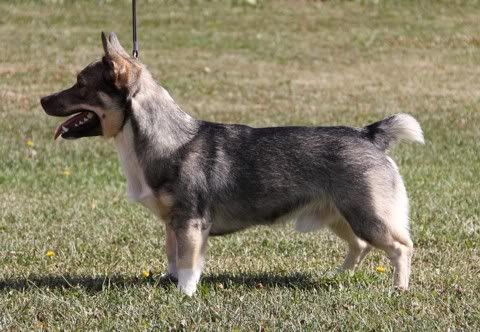 Maiskis Leomer © Henttonen