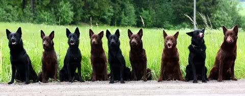 Naxe, Asta, Gitte, Kitty, Nemi, Jilla, Visa, Nano & Kexi © Oikarinen