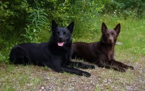 Milo & Jilla © Linda Merk