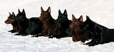 Nala, Gitte, Jilla, Nemi, Kitty & Nikki © Sari Hujanen