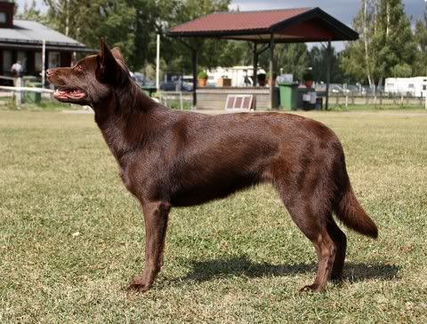 Maiskis Nalaroo © Henttonen