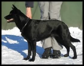 2 v | 2 years © Henttonen