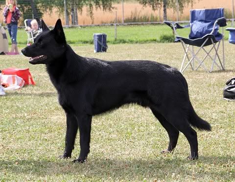 Maiskis Naxe © Henttonen