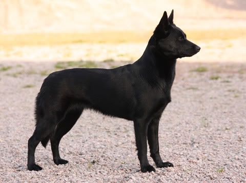 Nemi © Sari Hujanen