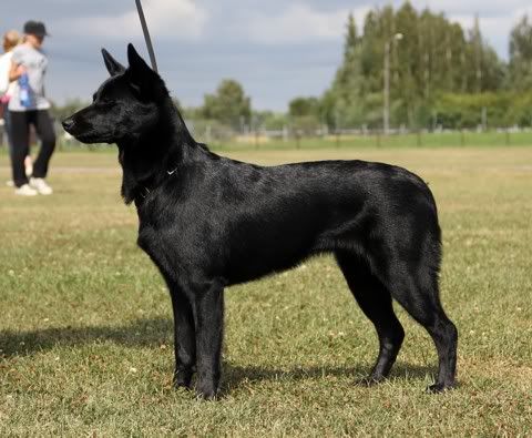 Maiskis Nemiroo © Henttonen