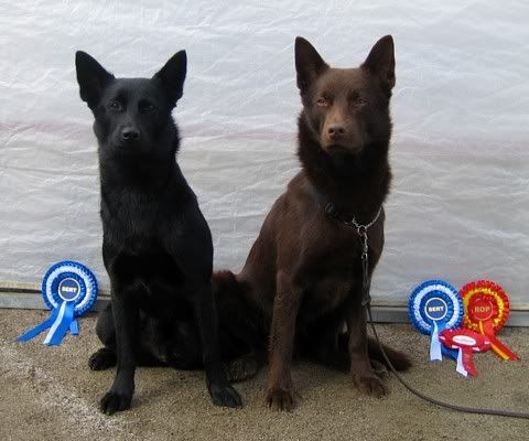 Nemi & Kexi © Henttonen