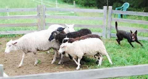 Maiskis Merbau 'Nuuk' © S. Salmio