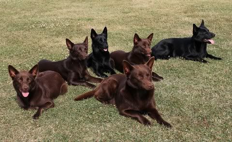 Team Maiskis © Henttonen