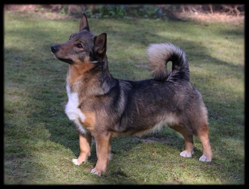 Terra 2012 © Henttonen