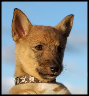 8 vk | 8 weeks © Leena Inkilä