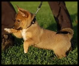 8 vk | 8 weeks © Leena Inkilä