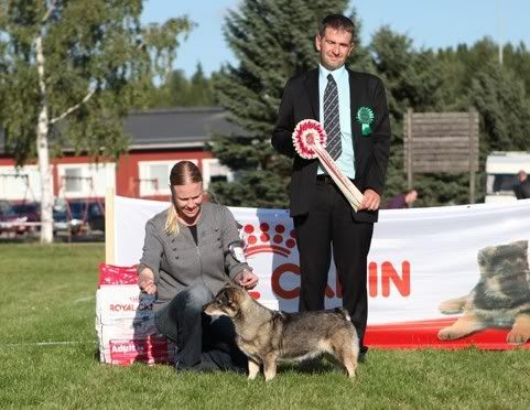 BIS1-vet © Showlink