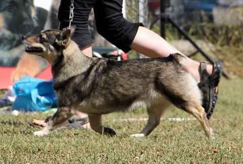 Fennican Lady de Lux © Henttonen