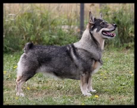 Viivi 20.08.2010 © Henttonen