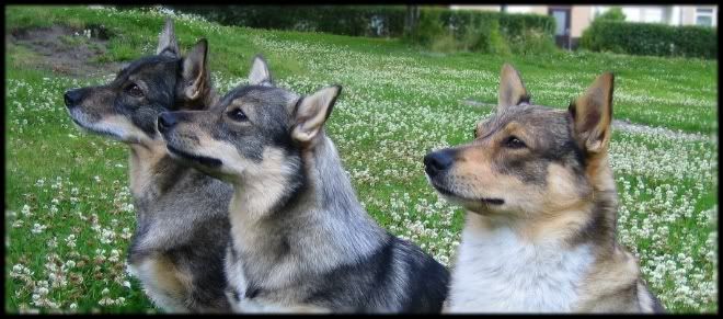 Viva vanhempiensa kanssa | Viva with her parents Viivi & Elvis © Henttonen
