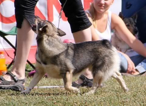 Maiskis Vivian © Henttonen