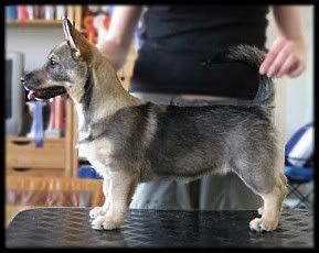 3,5 kk | 3,5 months © Henttonen