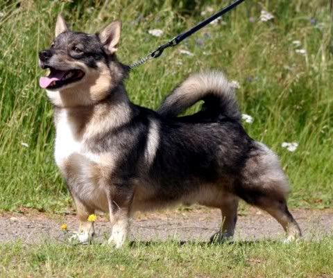 Maiskis Wilper © Sari Pitkänen