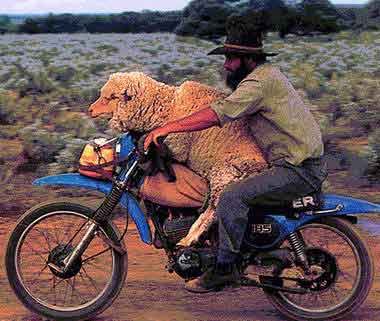 Sheep-on-Motorcycle.jpg