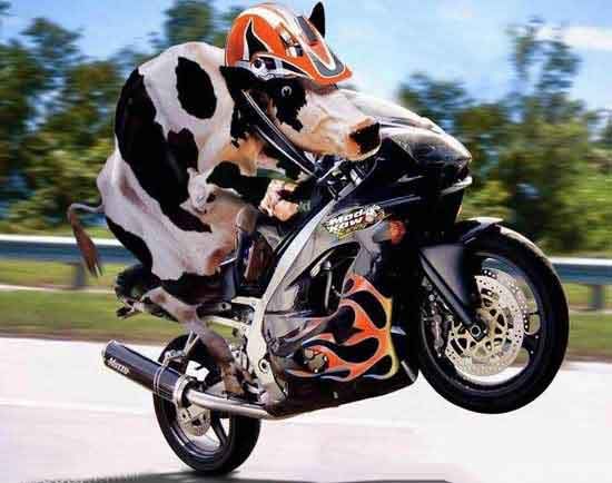http://i141.photobucket.com/albums/r46/Motorbiker_photos/NewsPics2/cow-riding.jpg