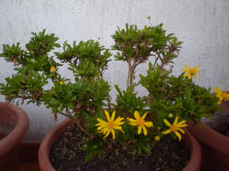 PA090145.jpg