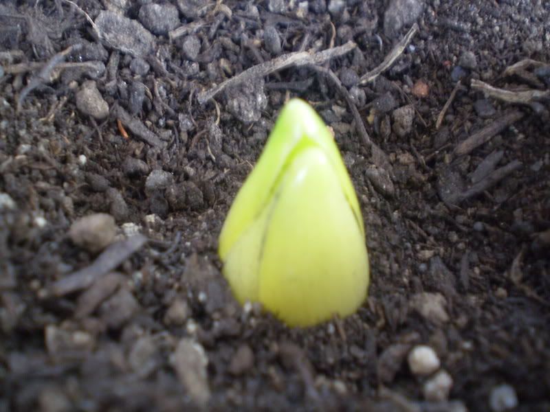 P1010137.jpg