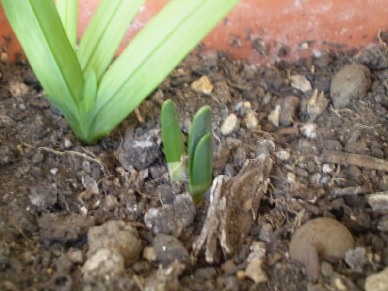 P1010138.jpg